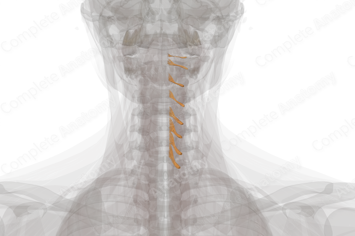 Cervical Spinal Roots & Ganglia (Left)
