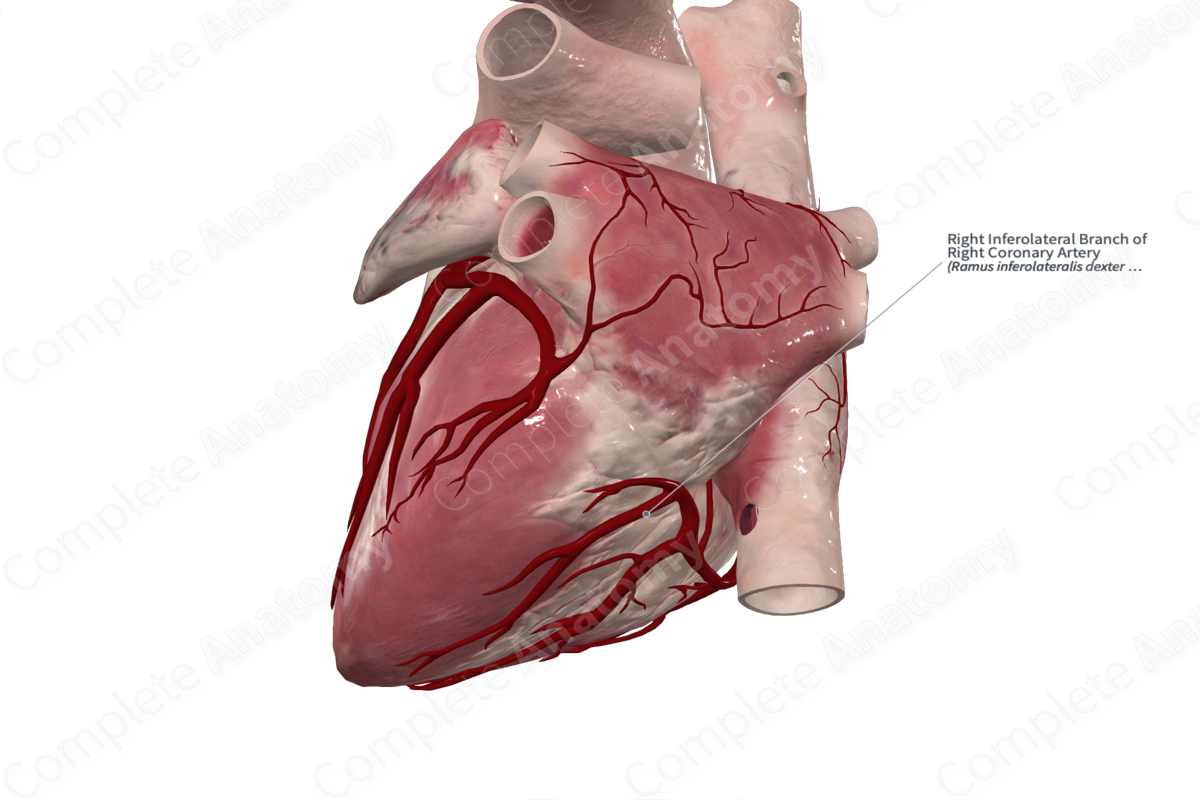 Right Inferolateral Branch of Right Coronary Artery