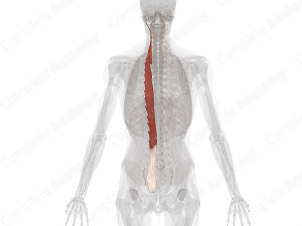 Longissimus Muscles (Left)