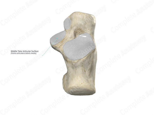 Middle Talar Articular Surface