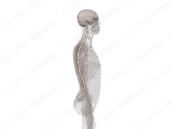 Meninges