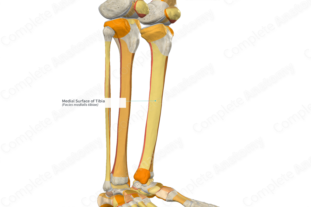 Medial Surface of Tibia