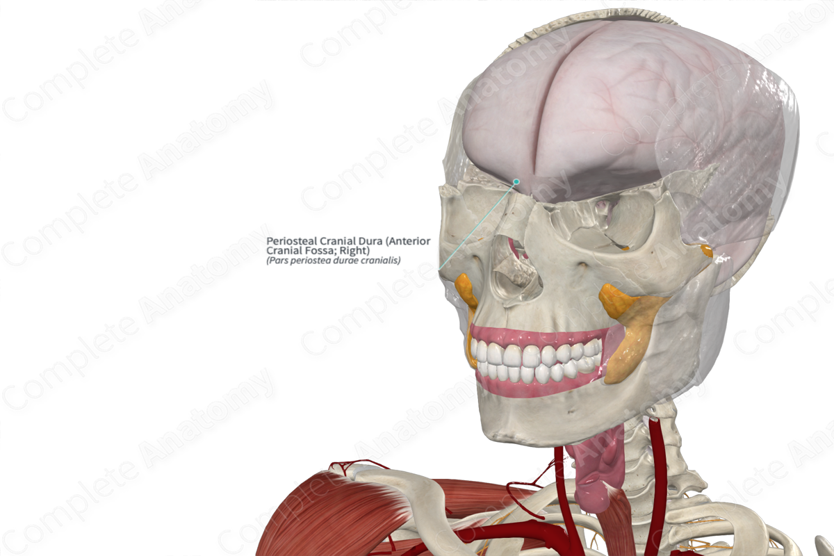 Periosteal Cranial Dura (Anterior Cranial Fossa; Left) | Complete Anatomy