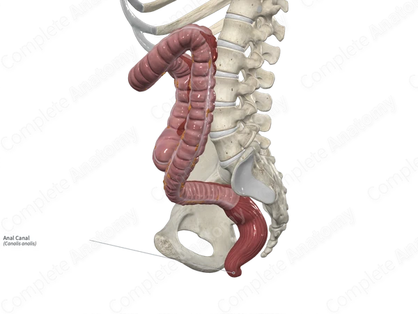 Anal Canal