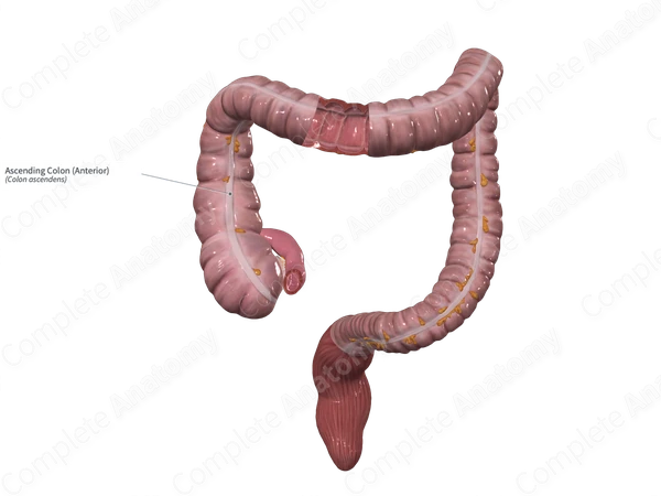 Ascending Colon (Anterior)
