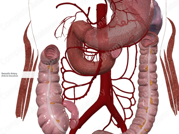 Ileocolic Artery