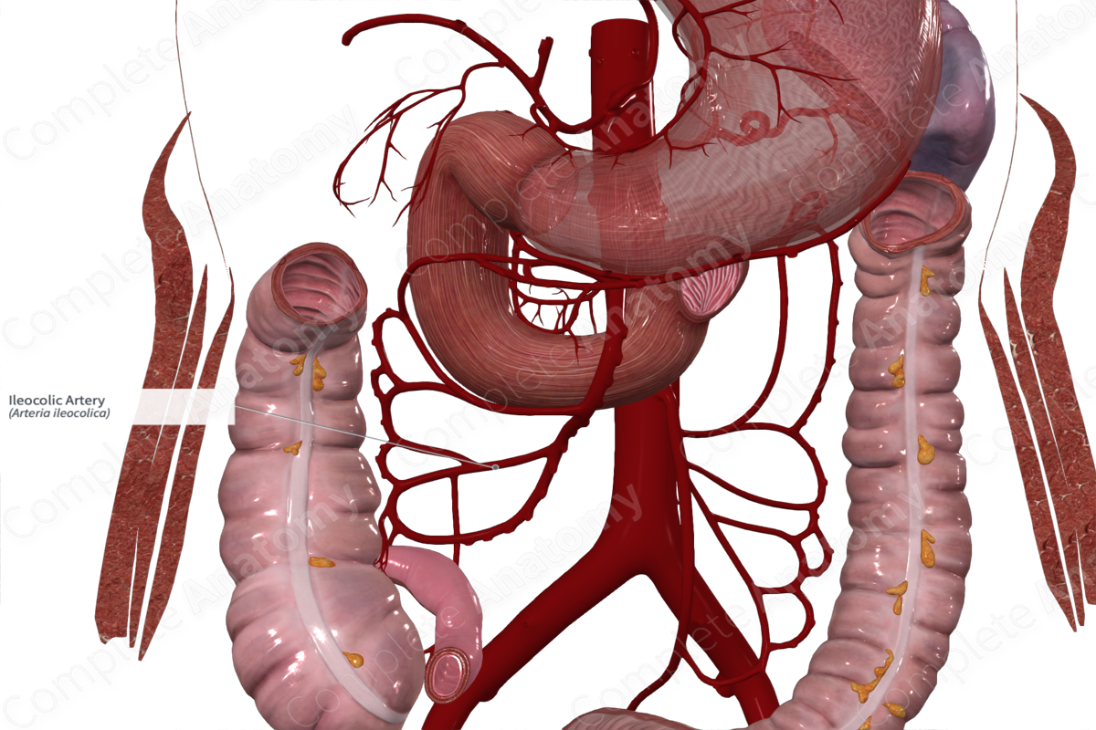 Ileocolic Artery
