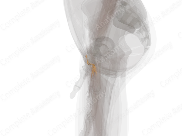 Muscular Branches of Ulnar Nerve (Hand; Left)