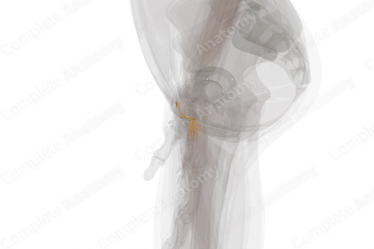 Muscular Branches of Ulnar Nerve (Hand; Left)