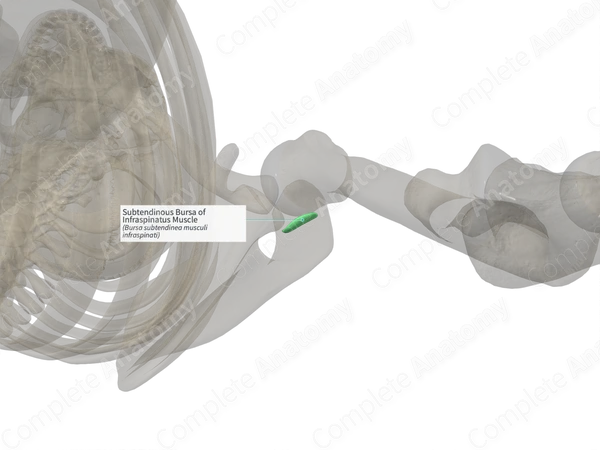 Subtendinous Bursa of Infraspinatus Muscle (Left)