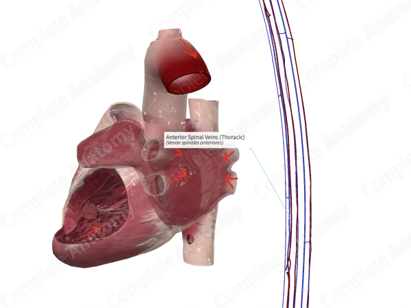 Anterior Spinal Veins (Thoracic)