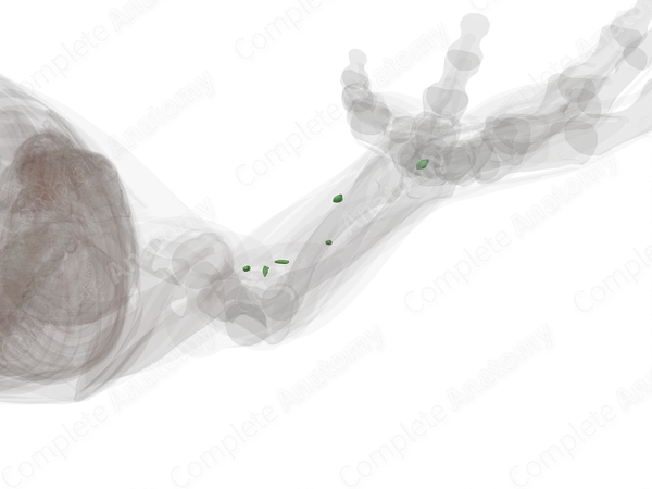 Lymph Nodes of Forearm (Left)