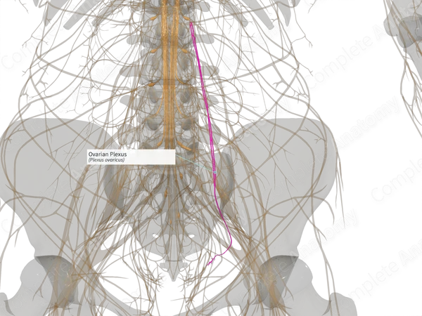 Ovarian Plexus (Left)