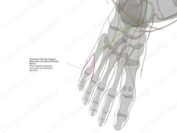 Common Plantar Digital Branches of Lateral Plantar Nerve (Left)
