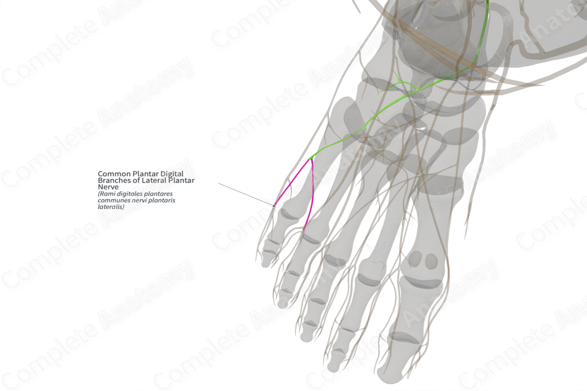 Common Plantar Digital Branches of Lateral Plantar Nerve (Left)