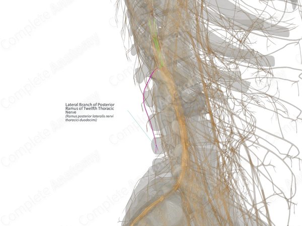 Lateral Branch of Posterior Ramus of Twelfth Thoracic Nerve (Left)