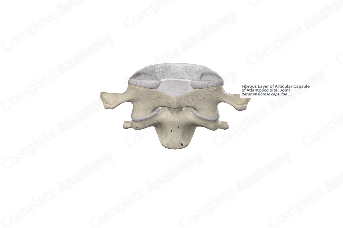 Fibrous Layer of Articular Capsule of Atlantooccipital Joint 