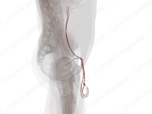 Arteries of Male Internal Genitalia