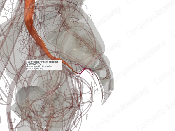Superficial Branch of Superior Gluteal Artery (Left)