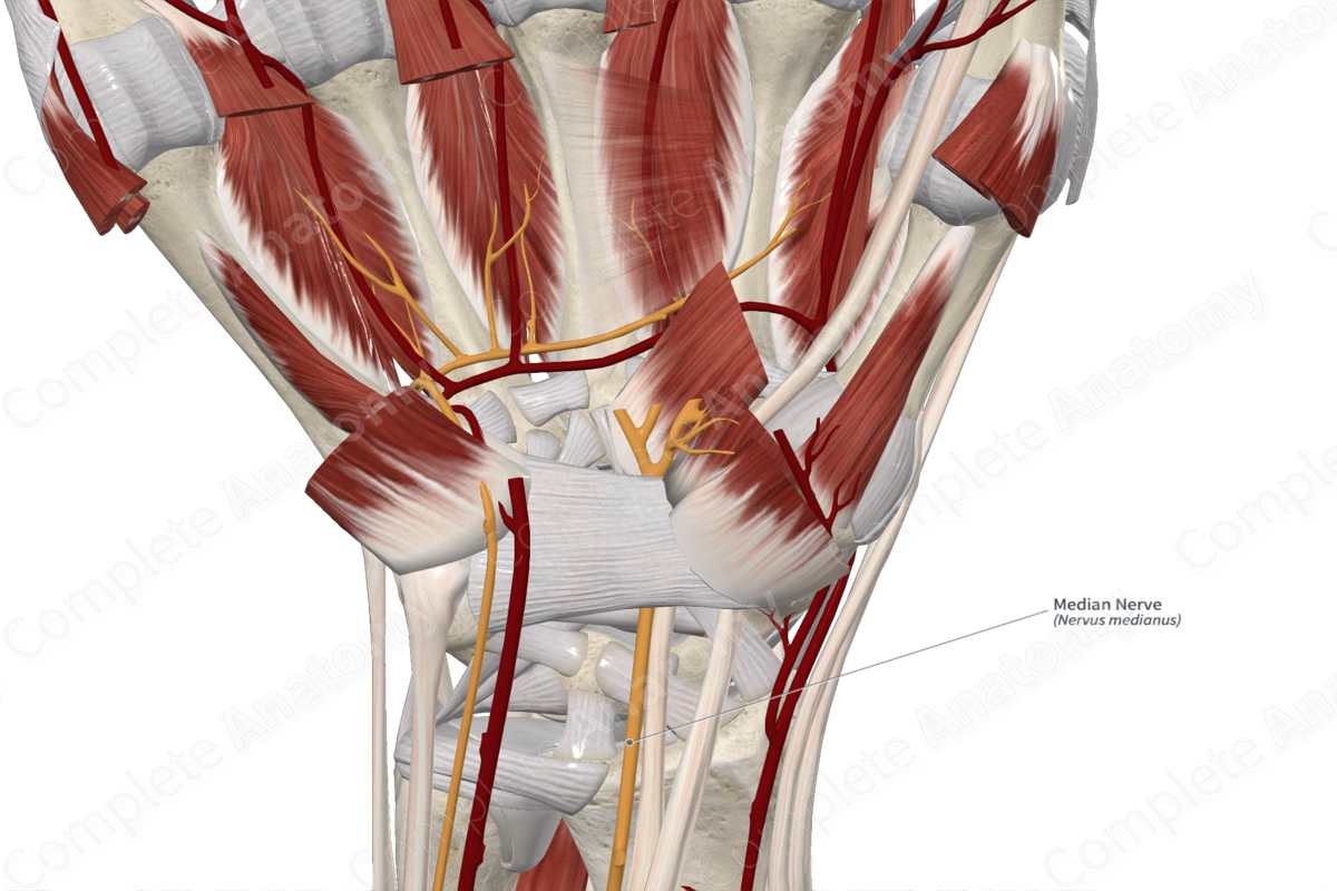 median-nerve-complete-anatomy