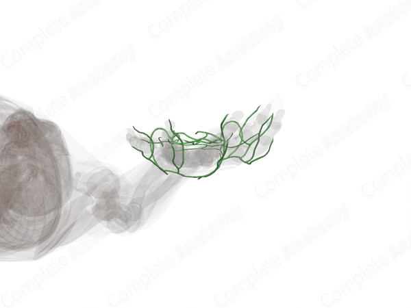 Lymph Vessels of Hand (Left)