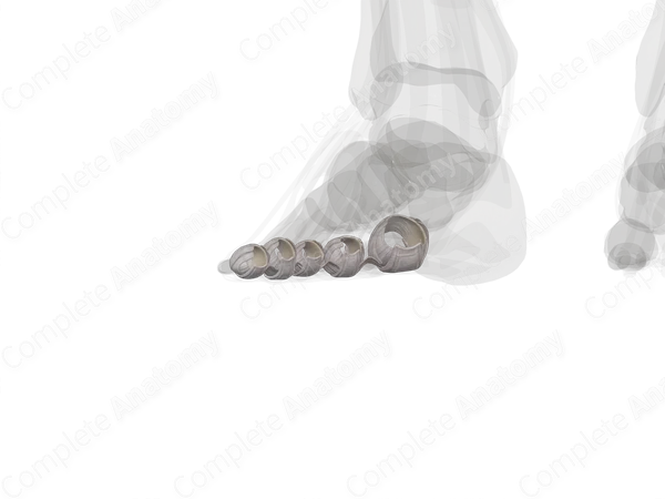 Metatarsophalangeal Joints (Left)