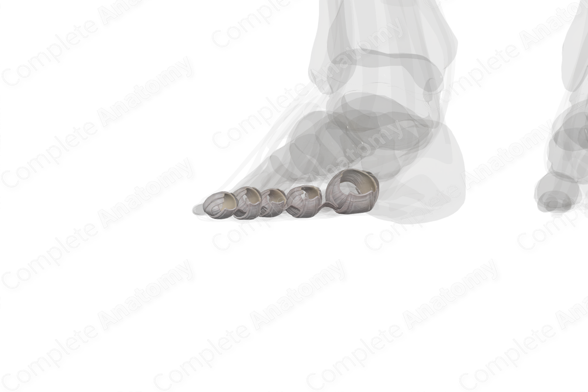 Metatarsophalangeal Joints (Left)