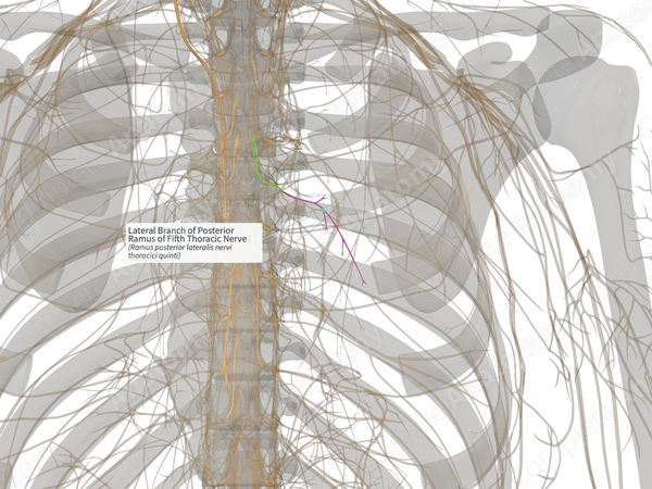 Lateral Branch of Posterior Ramus of Fifth Thoracic Nerve (Left)