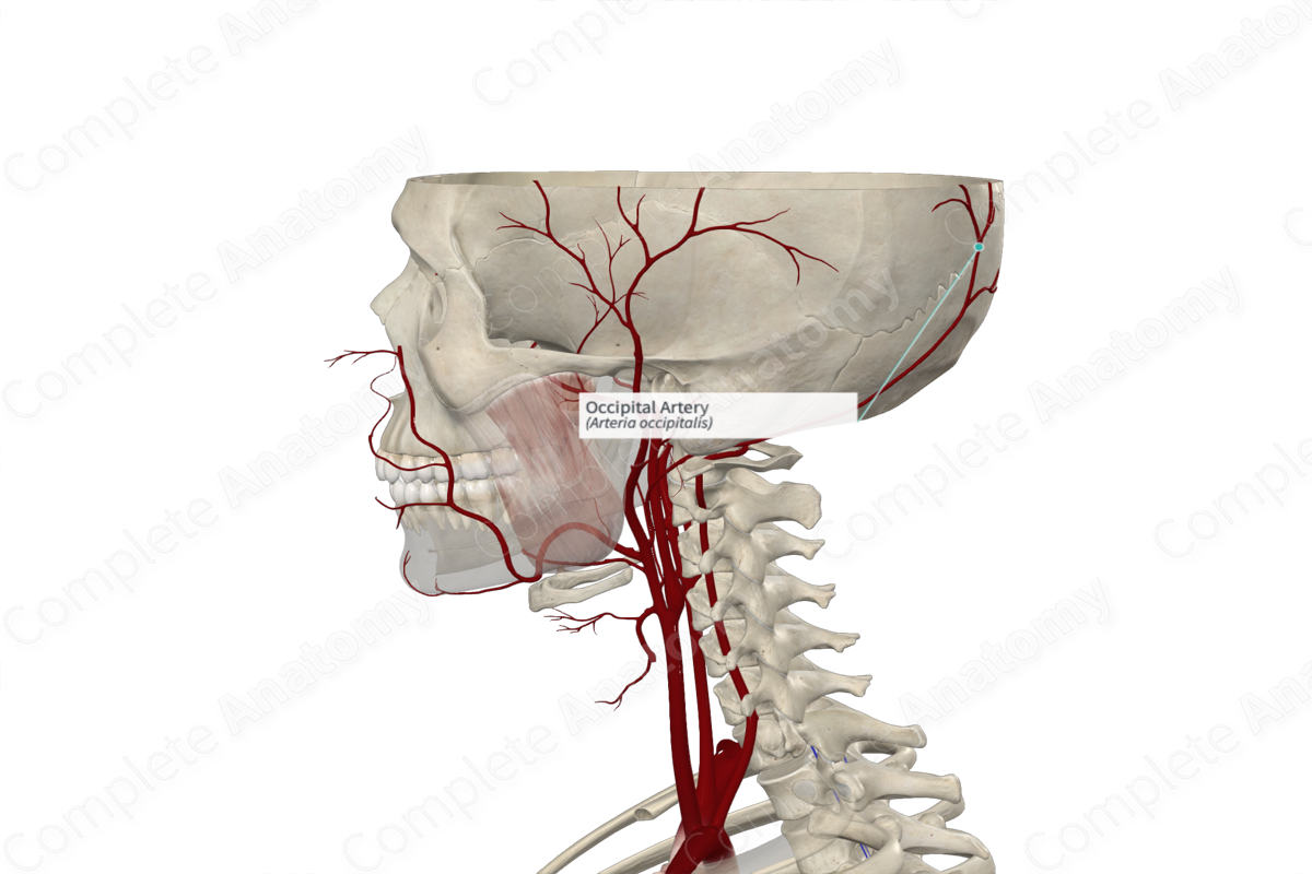 Occipital Artery Complete Anatomy 6748
