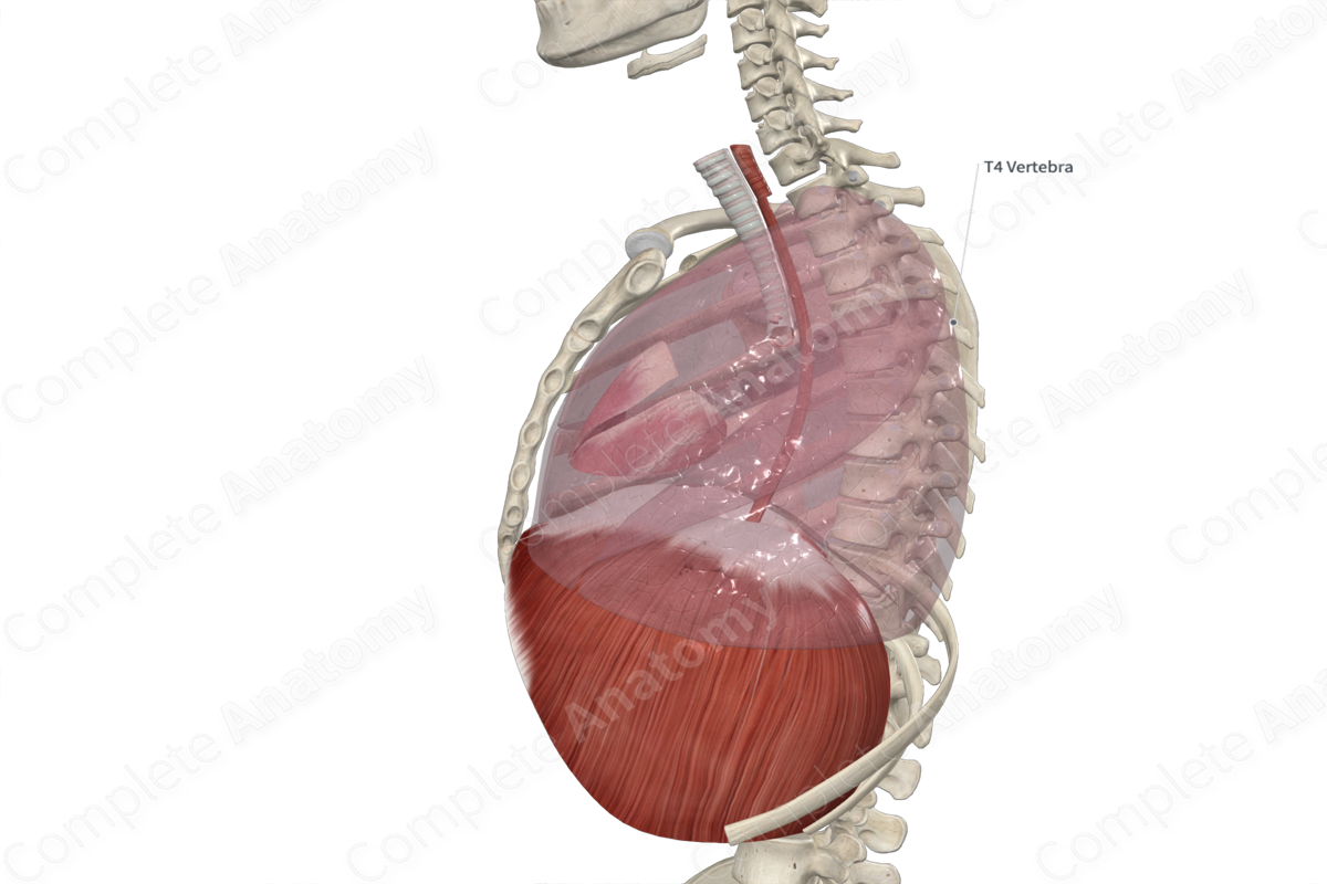 Fourth Thoracic Vertebra | Complete Anatomy