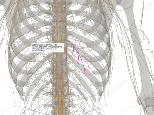 Lateral Branch of Posterior Ramus of Eighth Thoracic Nerve (Right)
