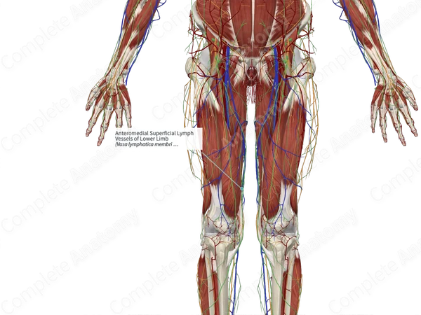 Anteromedial Superficial Lymph Vessels of Lower Limb