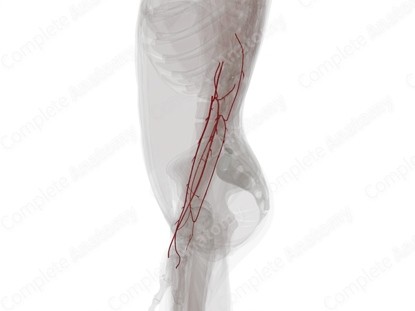 Arteries of Forearm (Left)