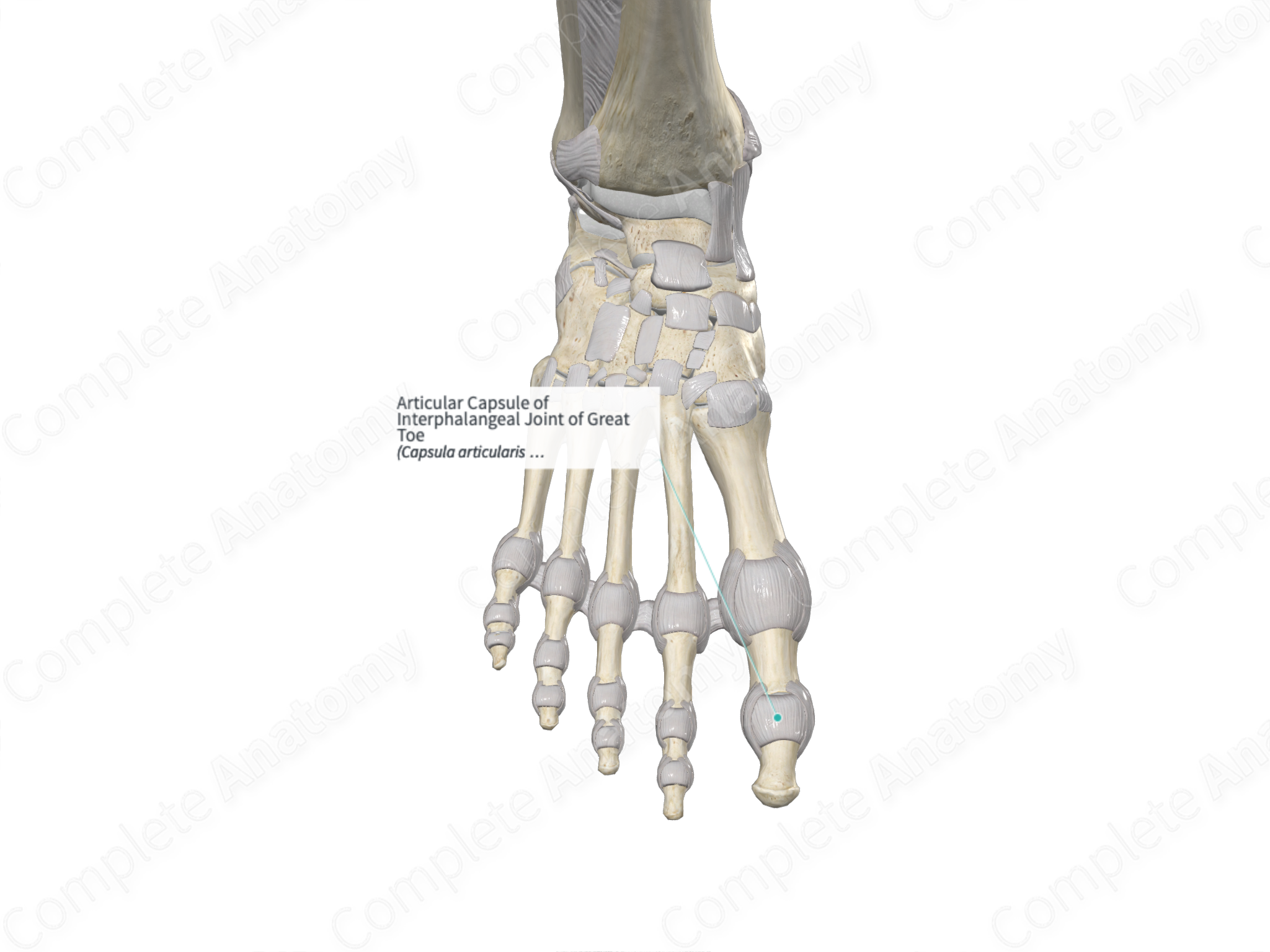 Articular Capsule of Interphalangeal Joint of Great Toe | Complete Anatomy