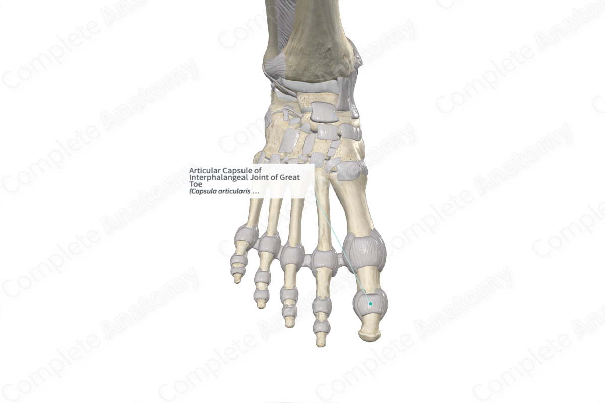 Articular Capsule of Interphalangeal Joint of Great Toe 