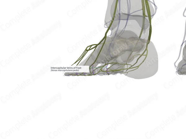 Intercapitular Veins of Foot (Left)