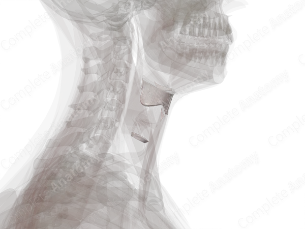 Extrinsic Ligaments and Membranes of Larynx