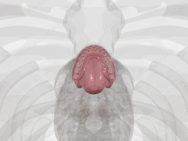 Oral Cavity