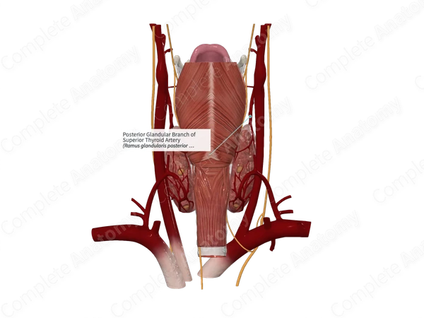 Posterior Glandular Branch of Superior Thyroid Artery