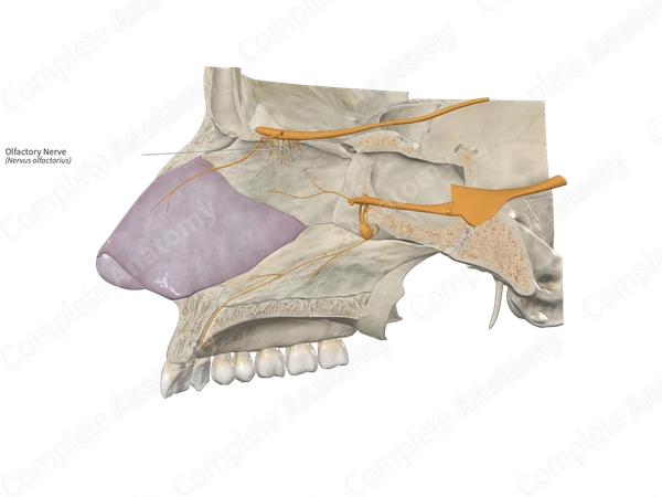 Olfactory Nerve