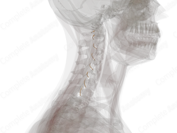 Anterior Roots of Cervical Nerves (Left)