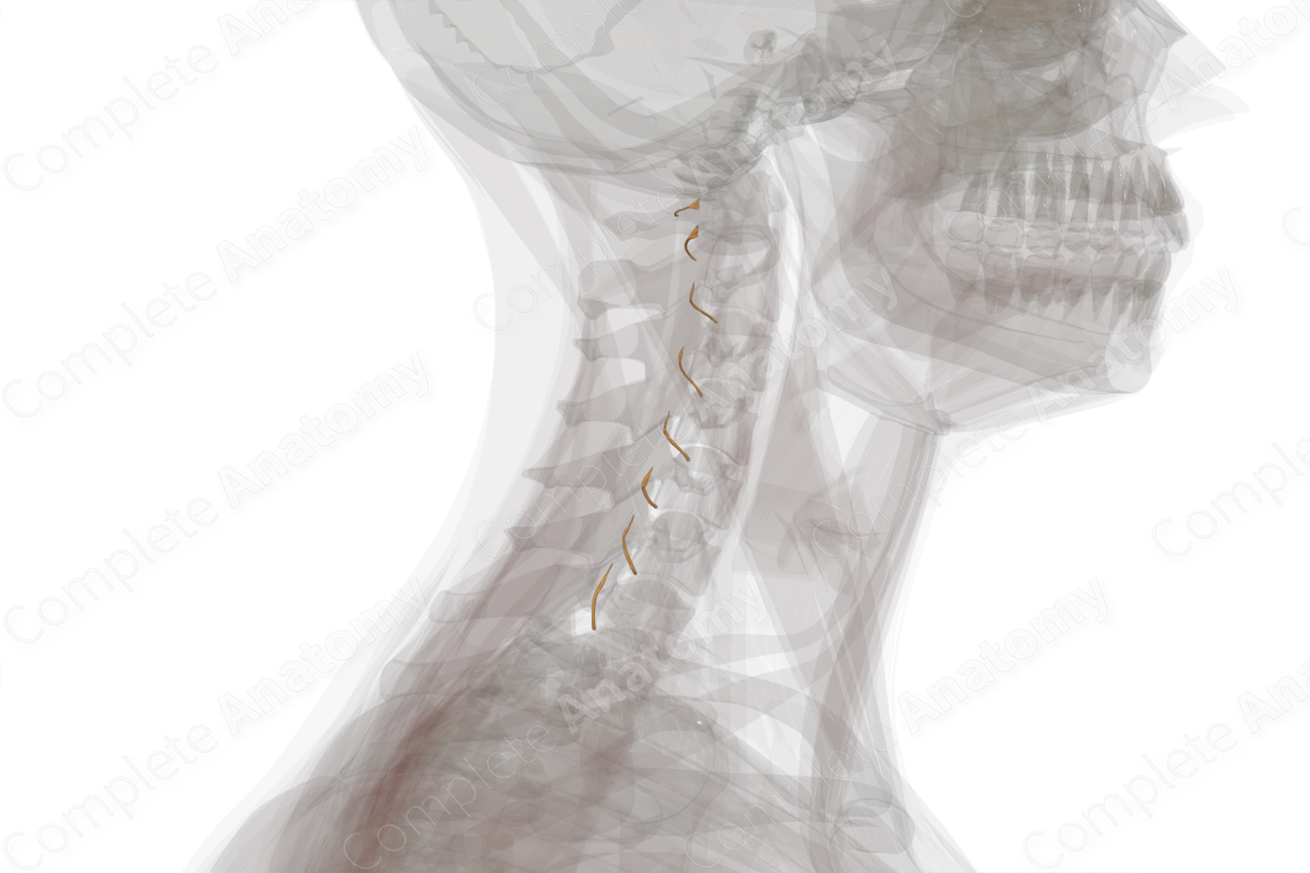 Anterior Roots of Cervical Nerves (Left)