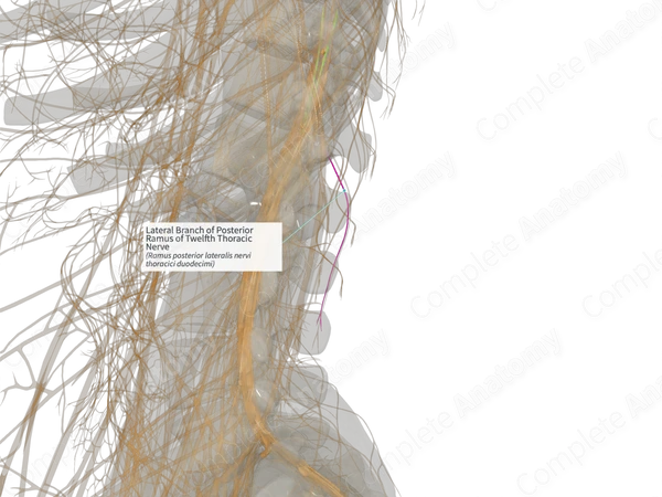 Lateral Branch of Posterior Ramus of Twelfth Thoracic Nerve (Left)