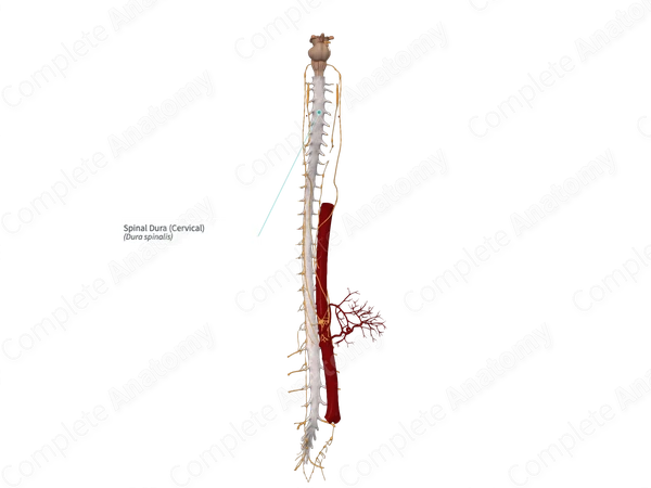 Spinal Dura (Cervical)