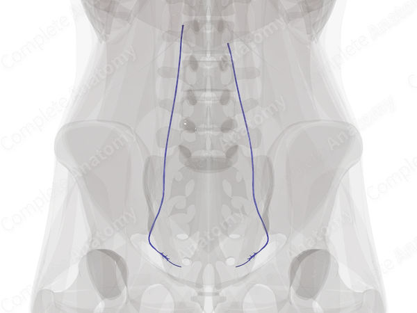 Veins of Ovaries