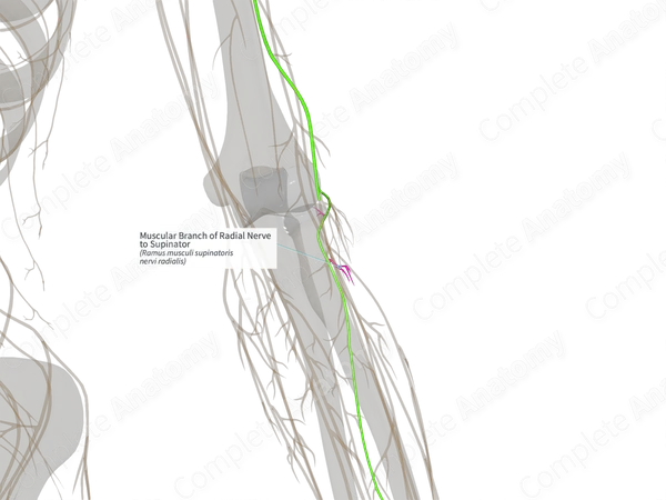 Muscular Branch of Radial Nerve to Supinator (Left)