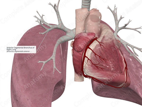 Anterior Segmental Bronchus of Right Lung