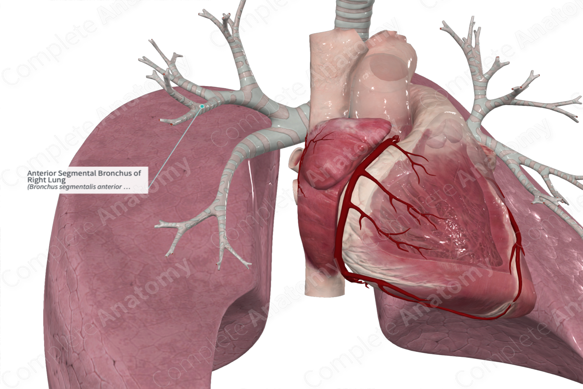 Anterior Segmental Bronchus of Right Lung
