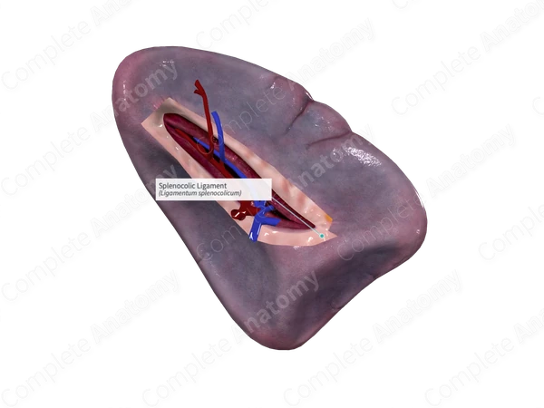Splenocolic Ligament