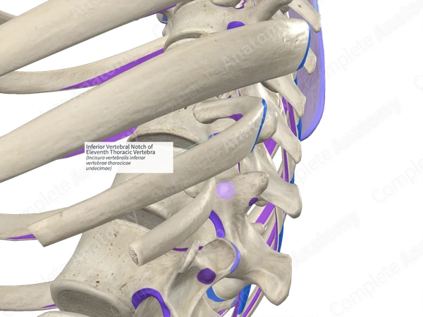 Inferior Vertebral Notch of Eleventh Thoracic Vertebra (Left)